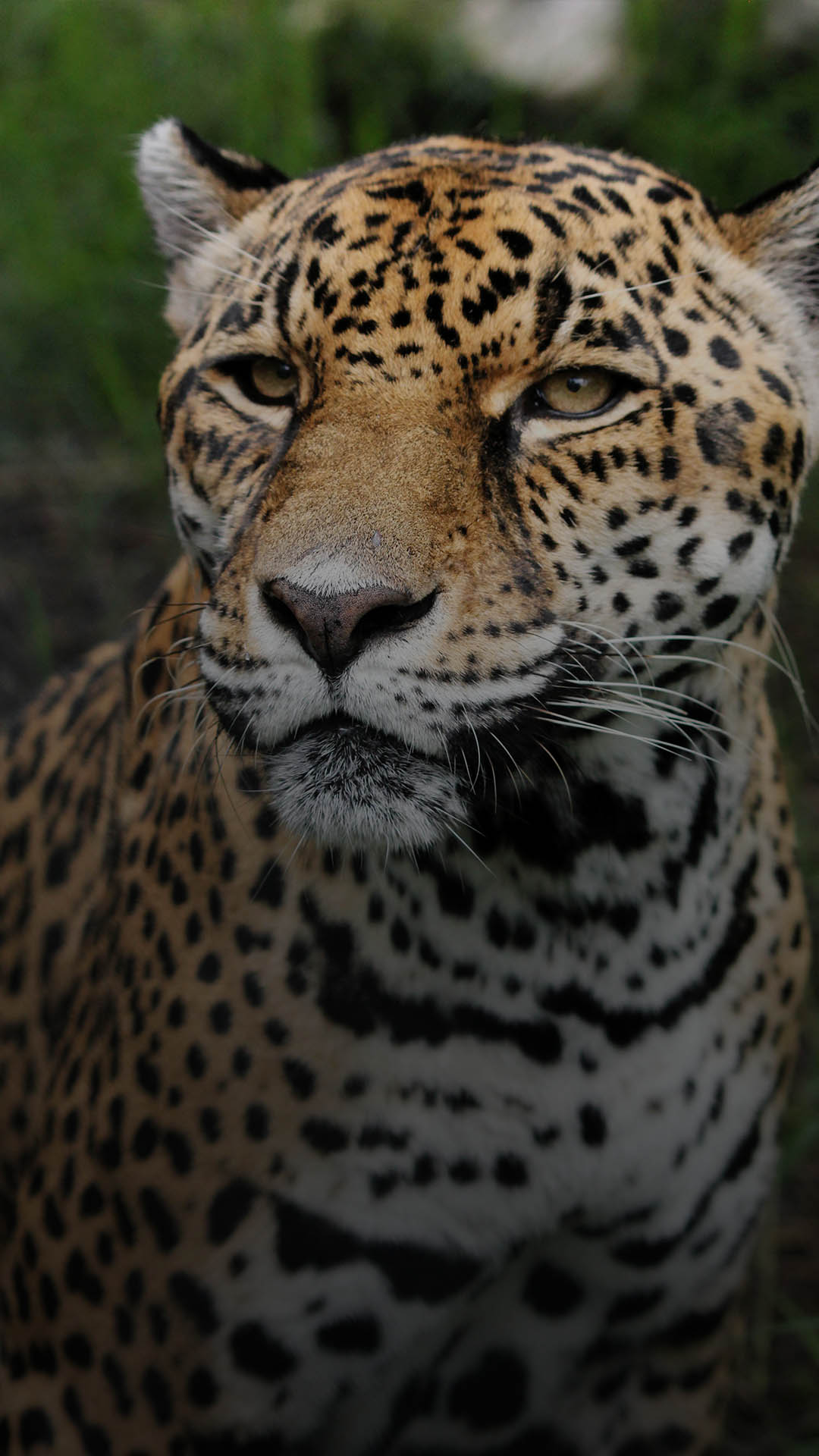 Picture of a leopard